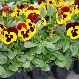 1801 Root Stepper Pansies