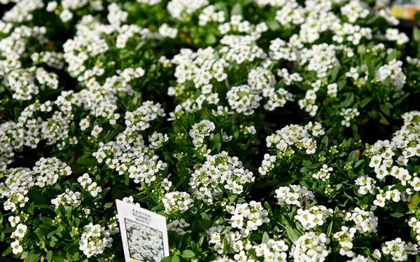 Alyssum lobularia maritima 'Easter Bonnet White'