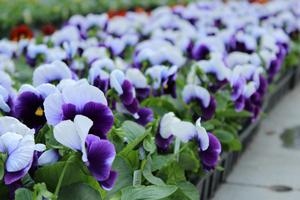 Pansies