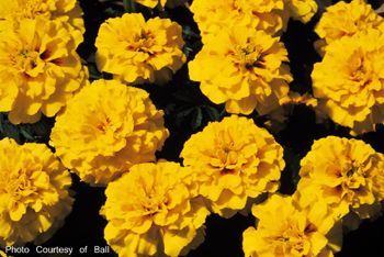 Marigold (Marigold 'Janie Bright Yellow')