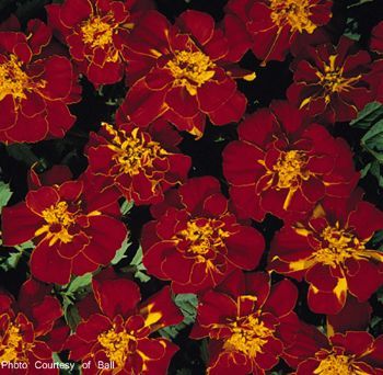 Marigold (Marigold 'Safari Red')