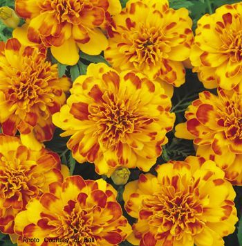 Marigold (Marigold 'Bonanza Bolero')