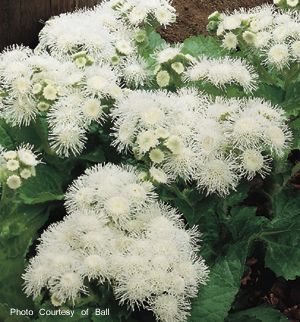 Ageratum (Ageratum 'Hawaii White')