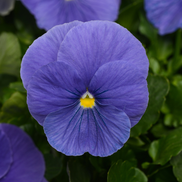 Blue pansy online