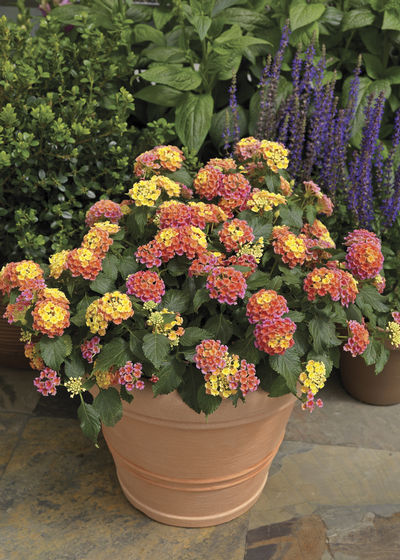 What Is Cfm >> | Lucas Greenhouses What Is Cfm >> | Lucas Greenhouses