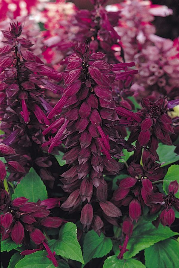 Salvia splendens 'Vista Purple'