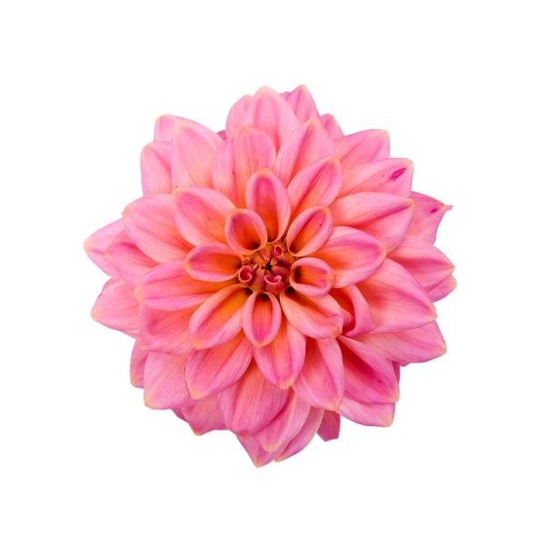 Dahlia Dahlinova Texas Lucas Greenhouses