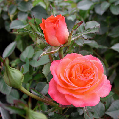 Patio Rose 