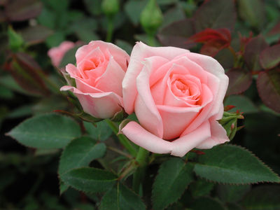 Patio Rose (Patio Rose 'Cupcake')
