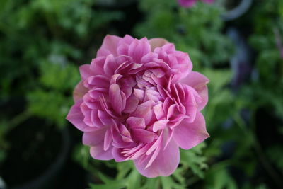 Anemone (Pandora 'Double Fuschia')