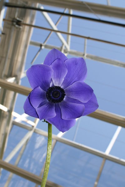 Anemone (Pandora 'Blue')