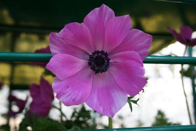 Anemone (Pandora 'Fuschia')