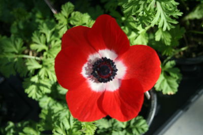 Anemone (Pandora 'Red')