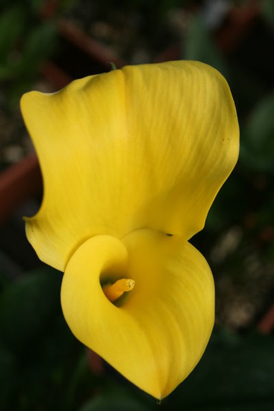 calla lilies zantedeschia rehmannii hybrid sunshine lucas greenhouses calla lilies zantedeschia rehmannii hybrid sunshine lucas greenhouses