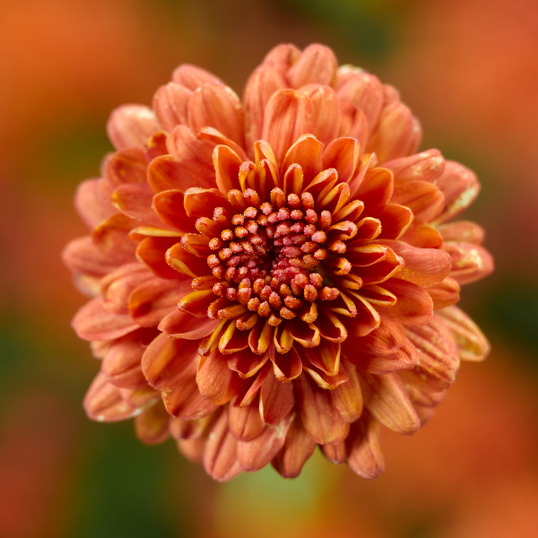 Mum chrysanthemum x morifolium Ursala Fancy Orange | Lucas Greenhouses