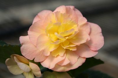 Begonia Tuberous  (Begonia 'Fortune Peach')