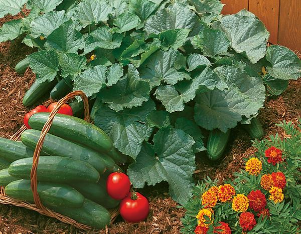 Burpee Cucumber Bush Champion | Lucas Greenhouses