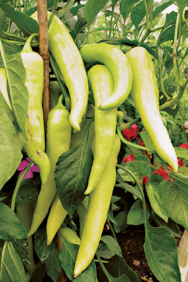 Burpee Peppers Bananarama Lucas Greenhouses