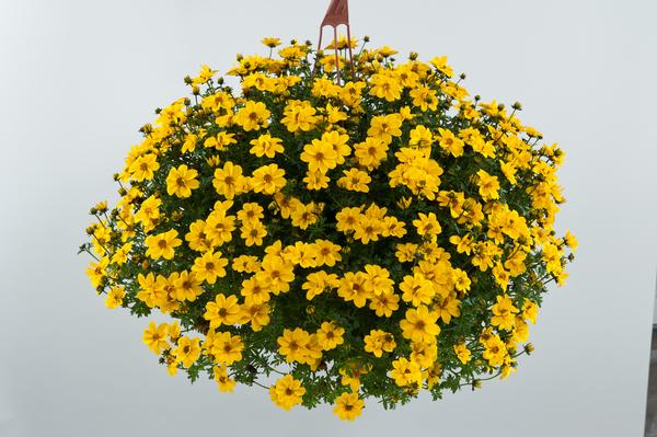 Bidens Ferulifolia Yellow Sunshine