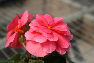 Begonia Tuberous (Begonia Tuberous 'Fortune Rose')