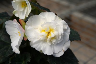 Begonia Tuberous (Begonia Tuberous 'Fortune White w/ Rose Back')