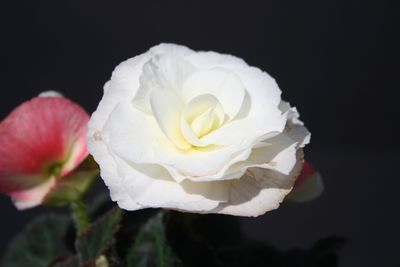Begonia Tuberous  (Begonia Tuberous 'Non Stop Appleblossom')