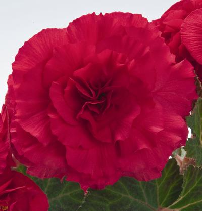 Begonia Tuberous (Begonia Tuberous 'Non Stop Bright Rose')
