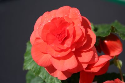 Begonia Tuberous (Begonia Tuberous 'Non Stop Red Salmon')