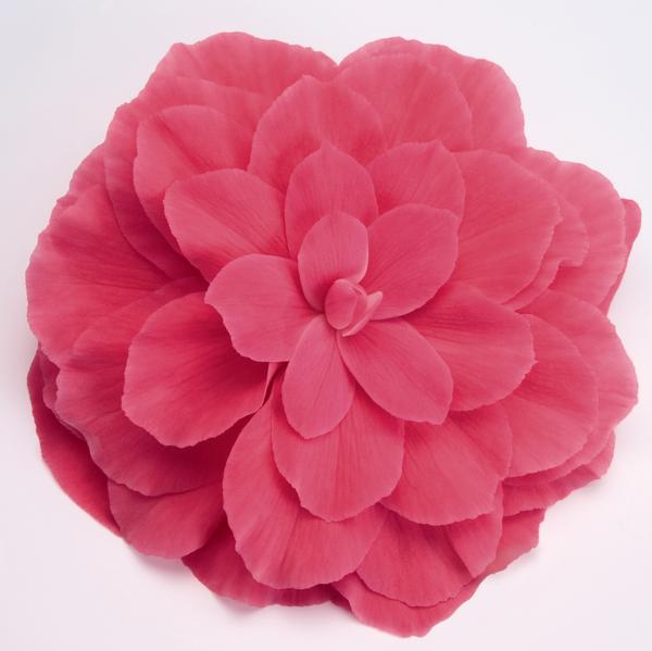 Begonia Tuberous (Begonia Tuberous 'Non Stop Pink Improved')