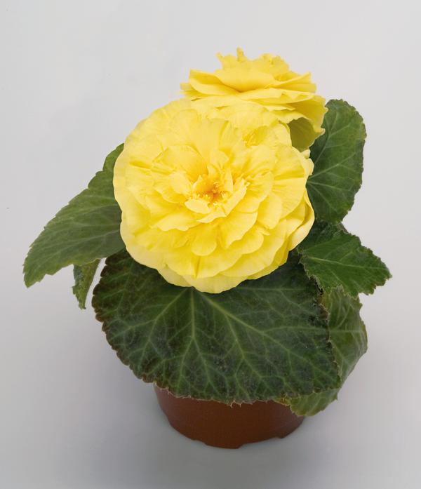 Begonia Tuberous (Begonia Tuberous 'Non Stop Yellow Improved')