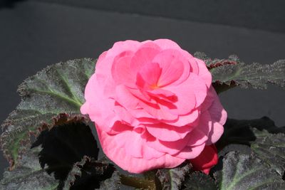 Begonia Tuberous (Begonia Tuberous 'Non Stop Mocca Pink Shades')