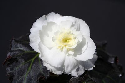 Begonia Tuberous (Begonia Tuberous 'Non Stop Mocca White')