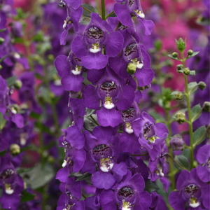 Angelonia angustifolia Archangel Dark Purple | Lucas Greenhouses