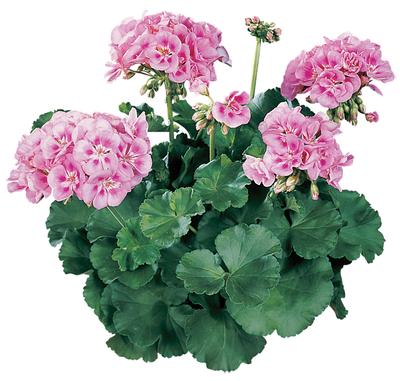Pink geranium discount