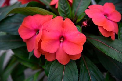 New Guinea Impatiens Hawkerii Sonic Mango | Lucas Greenhouses