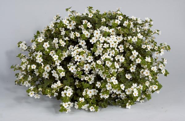Bacopa white store
