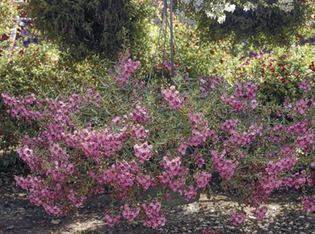 Angelonia (Angelonia 'Carita Cascade Deep Pink')