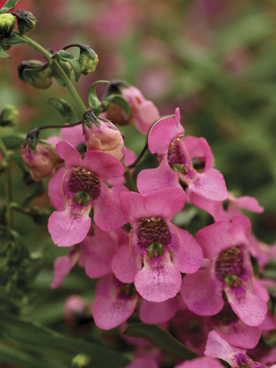 Angelonia (Angelonia 'Carita Deep Pink')