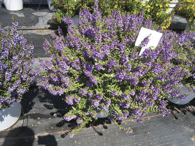 Angelonia (Angelonia 'Carita Lavender '09')