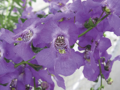 Angelonia (Angelonia 'Carita Purple '09')