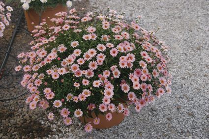 Argyranthemum (Argyranthemum 'Sassy Pink')