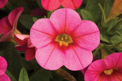 Calibrachoa (Calibrachoa 'Callie Coral Pink')