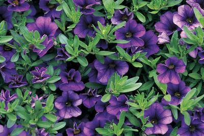 Calibrachoa (Calibrachoa 'Callie Dark Blue')