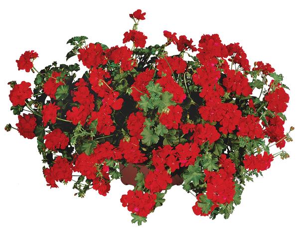 Geranium Ivy pelargonium peltatum Temprano Bright Red