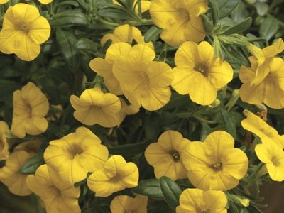 Calibrachoa (Calibrachoa 'Callie Deep Yellow')