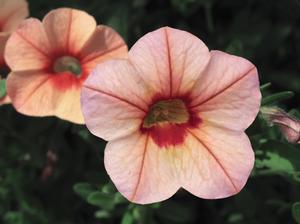 Calibrachoa (Calibrachoa 'Callie Peach')
