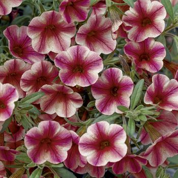 Calibrachoa (Calibrachoa 'Callie Rose Star')