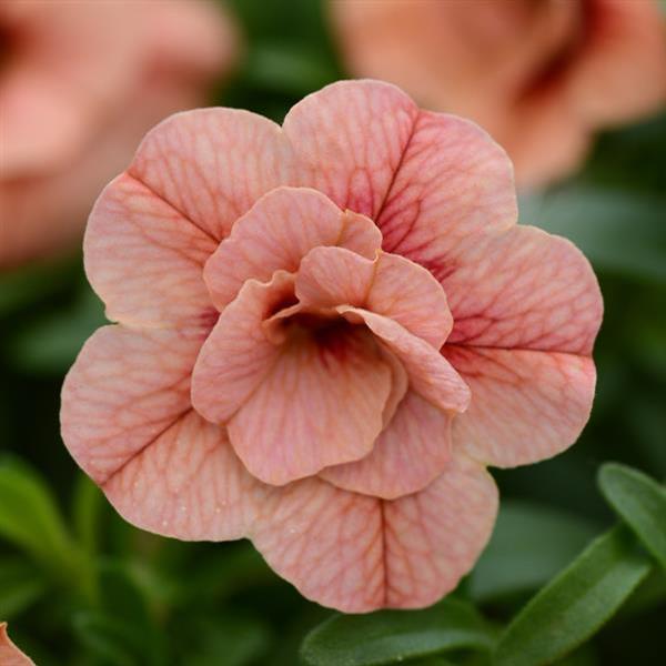 Calibrachoa hybrid Minifamous Double Std Apricot Lucas Greenhouses