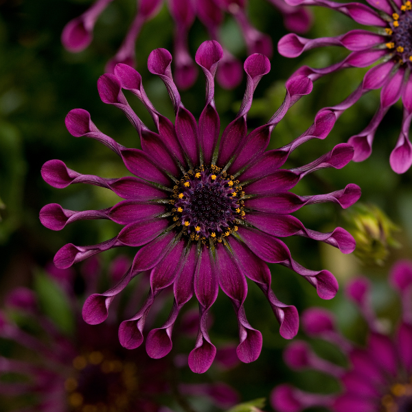 Osteospermum ecklonis FlowerPower Spider Purple | Lucas Greenhouses