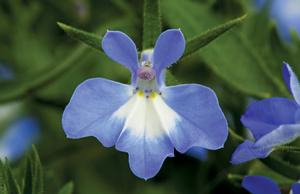 Lobelia (Lobelia 'Techno Heat Upright Blue')